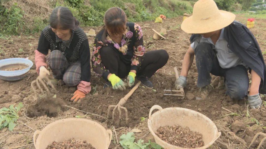 旱半夏最新价格